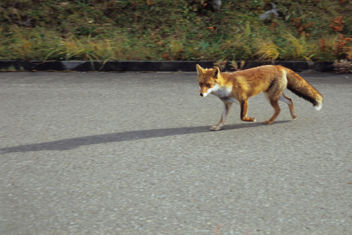 八幡平松尾鉱山跡地・2012.10.24~キツネ~_b0259218_515195.jpg