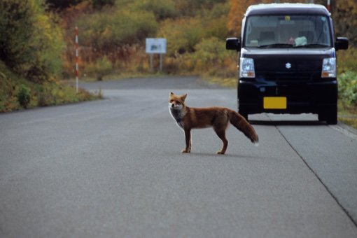 八幡平松尾鉱山跡地・2012.10.24~キツネ~_b0259218_5152136.jpg