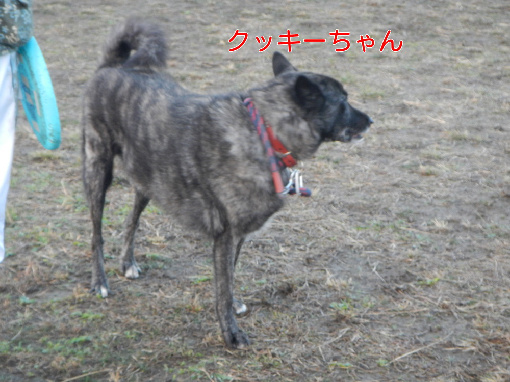 今日は犬の日_a0232619_17325863.jpg