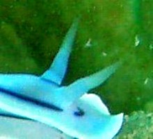 いまどきのウミウシ_a0043520_8502041.jpg