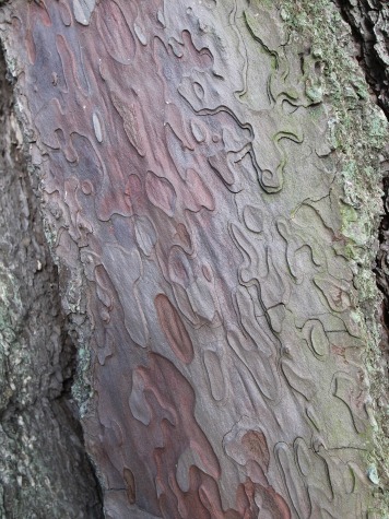 e0171120_1524942.jpg