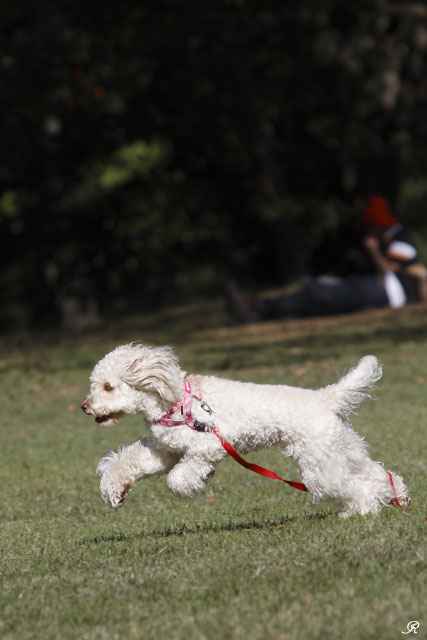 ７D復活はやっぱり野川公園で － Doo ちゃん編_c0161624_16333134.jpg