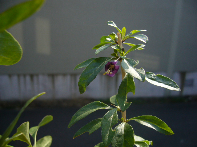 d0000324_13362242.jpg