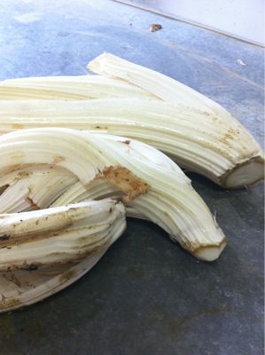 イタリア野菜 カルド コッボ_c0141025_7393088.jpg