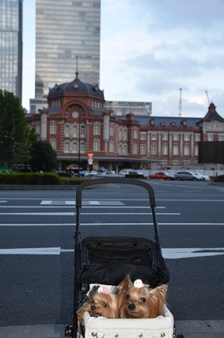 開業時の姿に生まれ変わった東京駅におでかけ_f0124830_23464571.jpg