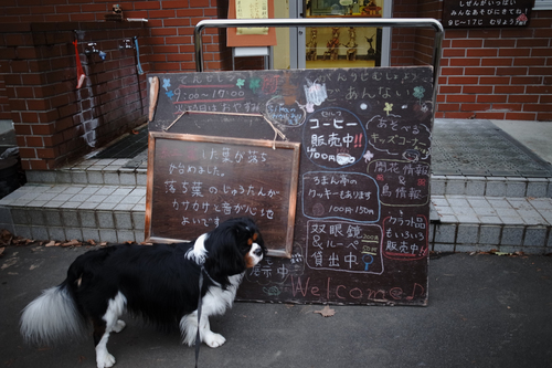 連日の西岡公園で熊注意。_c0051132_19523686.jpg