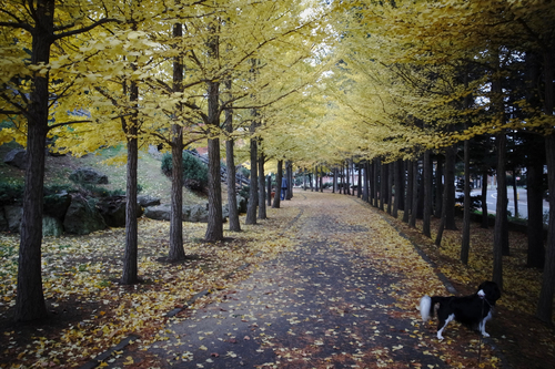 連日の西岡公園で熊注意。_c0051132_19541740.jpg
