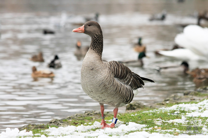 279 Kleinhesseloher See ~ミュンヘンの都市公園にて~_c0211532_22102386.jpg