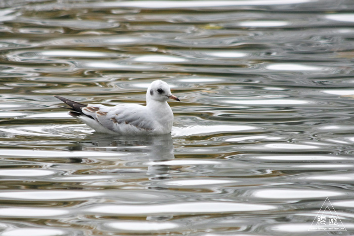 279 Kleinhesseloher See ~ミュンヘンの都市公園にて~_c0211532_2216899.jpg