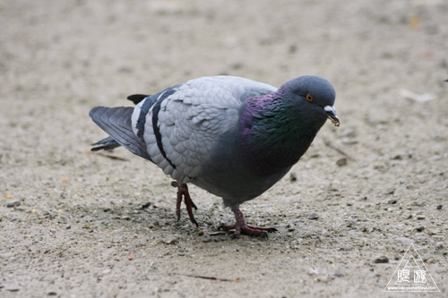 279 Kleinhesseloher See ~ミュンヘンの都市公園にて~_c0211532_22194070.jpg