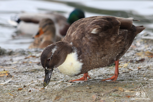 279 Kleinhesseloher See ~ミュンヘンの都市公園にて~_c0211532_22203065.jpg