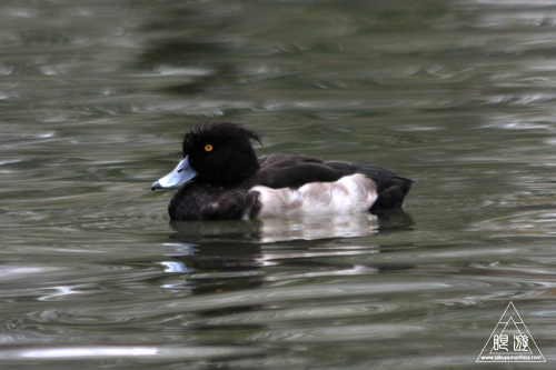 279 Kleinhesseloher See ~ミュンヘンの都市公園にて~_c0211532_22215711.jpg