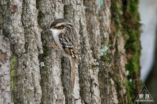 279 Kleinhesseloher See ~ミュンヘンの都市公園にて~_c0211532_236244.jpg