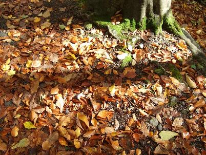 /// 11/1日、大山の紅葉を見に出かけました ///._f0112434_23322976.jpg