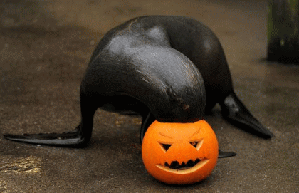 Happy Halloween(≧○≦)の夜です♪_b0213435_1133434.gif