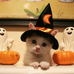 Happy Halloween(≧○≦)の夜です♪_b0213435_119085.gif