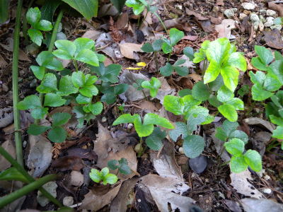 クリスマスローズこぼれ種発芽の移植 山に癒されて