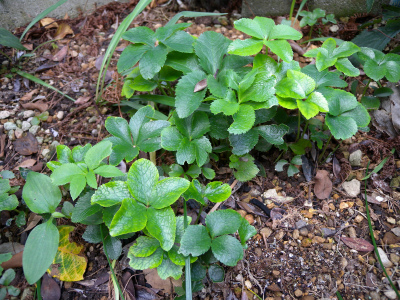 クリスマスローズこぼれ種発芽の移植 山に癒されて