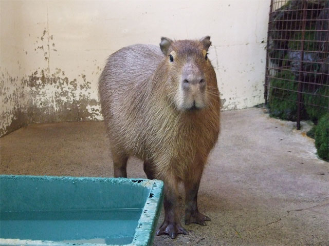 食欲の秋_a0179837_9212127.jpg