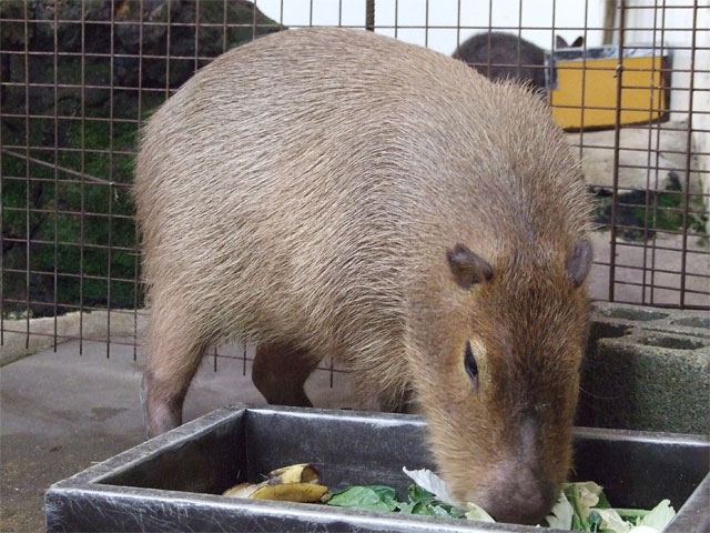 食欲の秋_a0179837_994245.jpg
