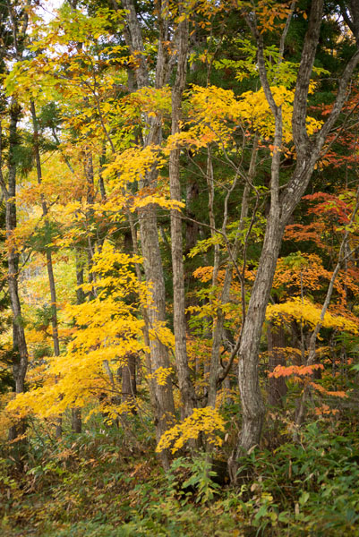 紅葉の会津路_c0206051_23545844.jpg