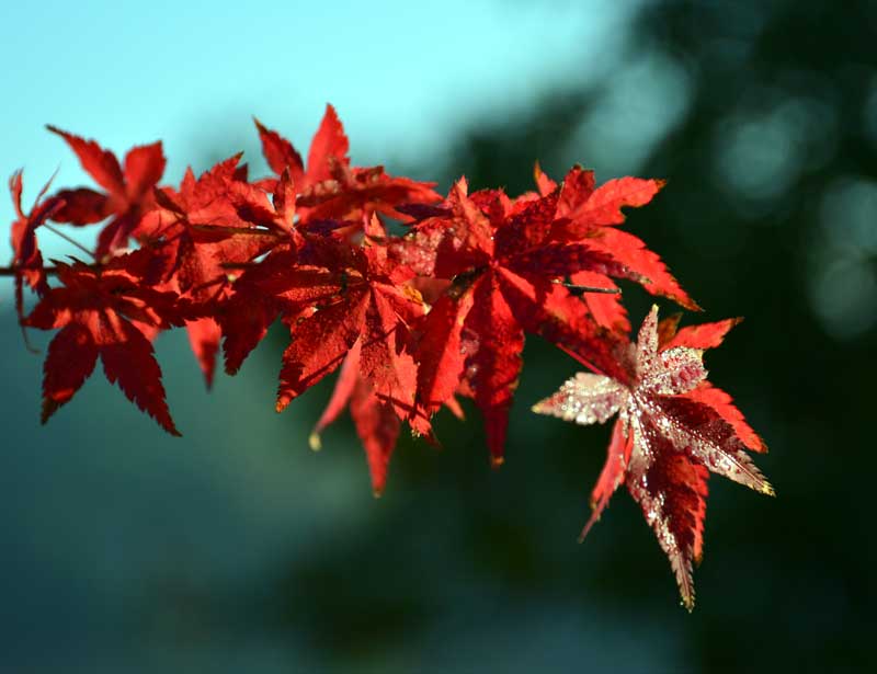 紅葉も　身近に降りて　気も寒し_c0210054_7384130.jpg