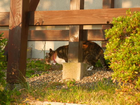 ’12,11,1(木)頭痛のため、ポルトガル紀行はお休みです!_f0060461_20351059.jpg