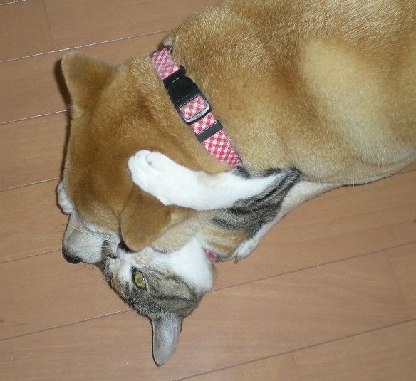 ’12,11,1(木)頭痛のため、ポルトガル紀行はお休みです!_f0060461_20373347.jpg