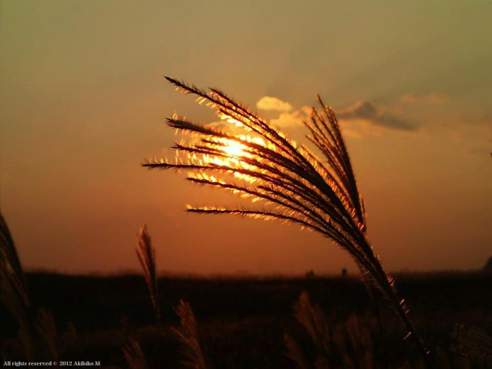 c0123363_1032417.jpg
