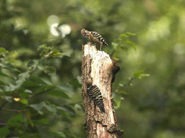 f0208666_1481684.jpg