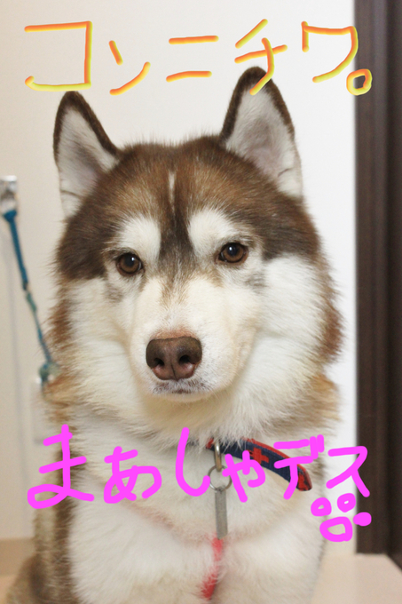 発作。。_c0245679_14154246.jpg