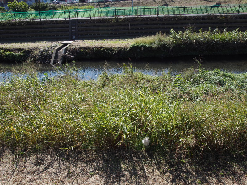 かくれてる？_c0109780_1725484.jpg