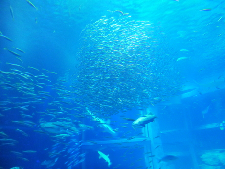 f0016981_1591172.jpg