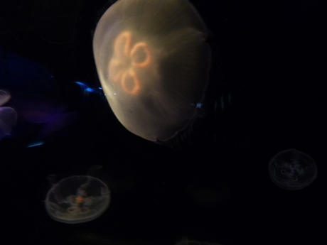 f0016981_245513.jpg