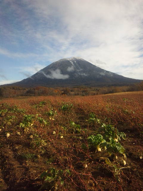 大根堀の季節です(^^)♪_e0141084_8401070.jpg