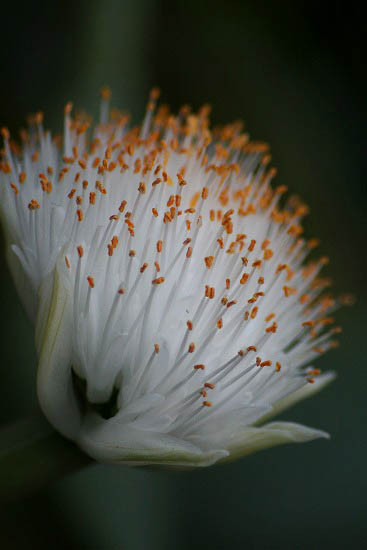 ゴジカなどベランダの花_f0030085_21155064.jpg