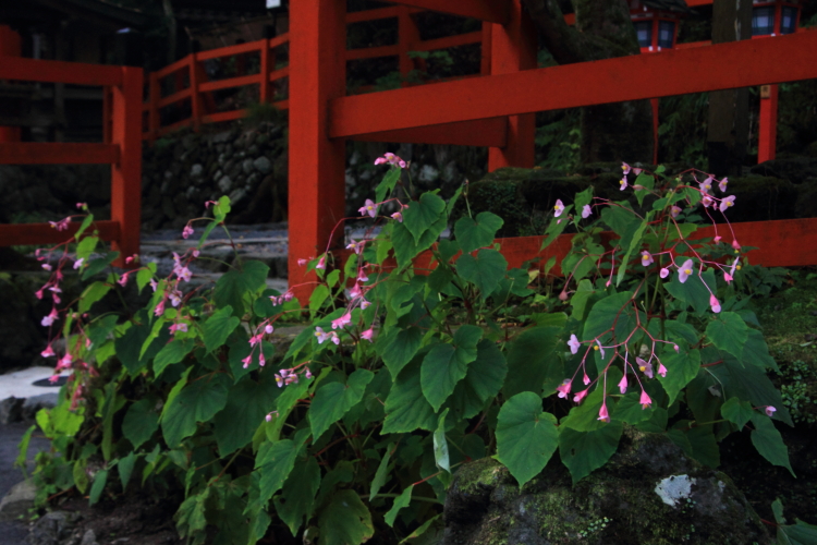 貴船神社_e0051888_05461.jpg