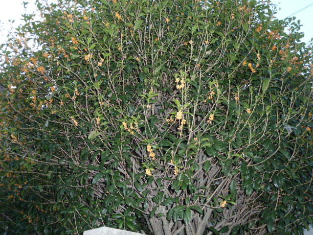 f0166694_19162359.jpg