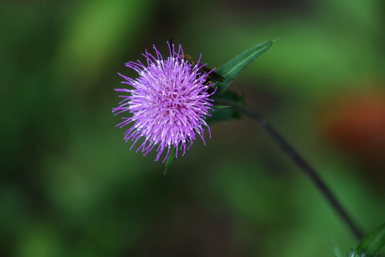 e0167295_1404145.jpg