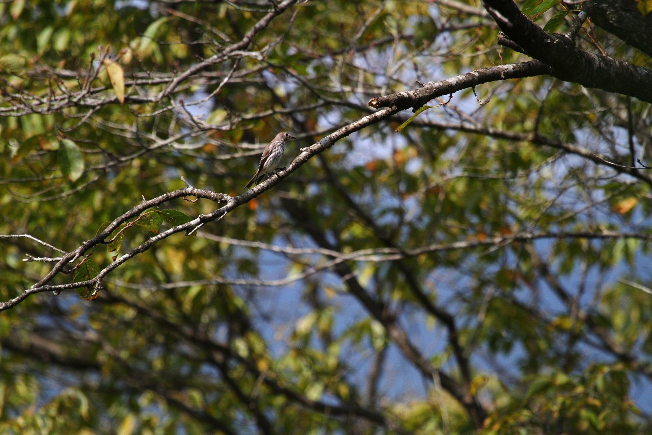 e0167295_7918100.jpg