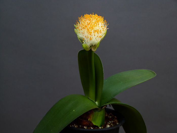 Haemanthus Albiflos マユハケオモト 栽培法 花咲か父さん 洋らん栽培