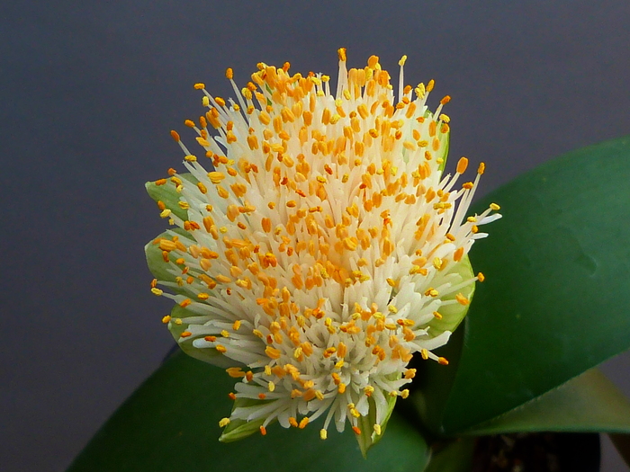 Haemanthus Albiflos マユハケオモト 栽培法 花咲か父さん 洋らん栽培