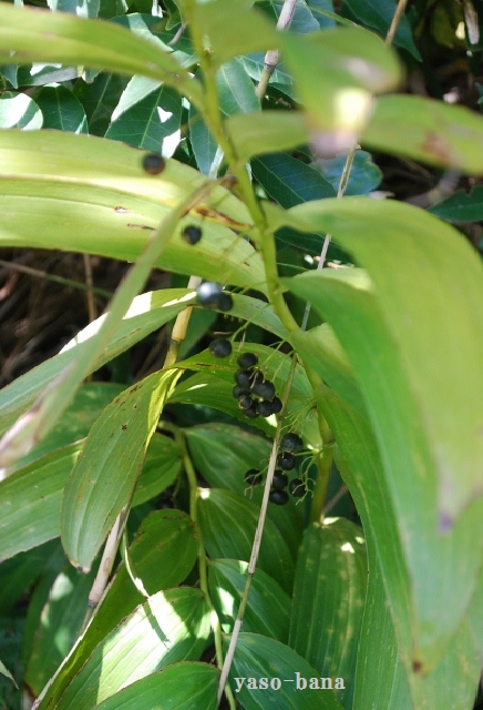 e0025300_21234551.jpg