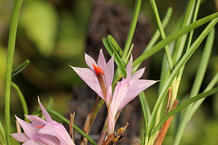 Den. hellwigianum;ﾃﾞﾝﾄﾞﾛﾋﾞｭｰﾑ ﾍﾙｳｨｷﾞｱﾅﾑ_d0007501_1043239.jpg