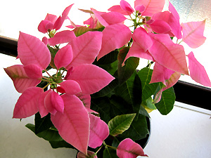a0177205_17491892.jpg
