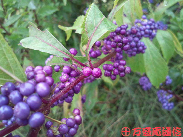 b0172209_9275438.jpg