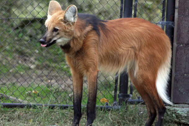 動物園放浪記