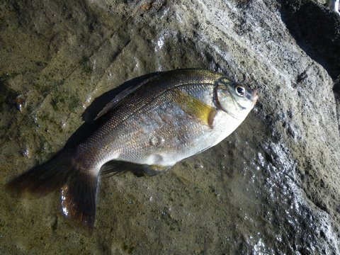 c0202727_22381091.jpg