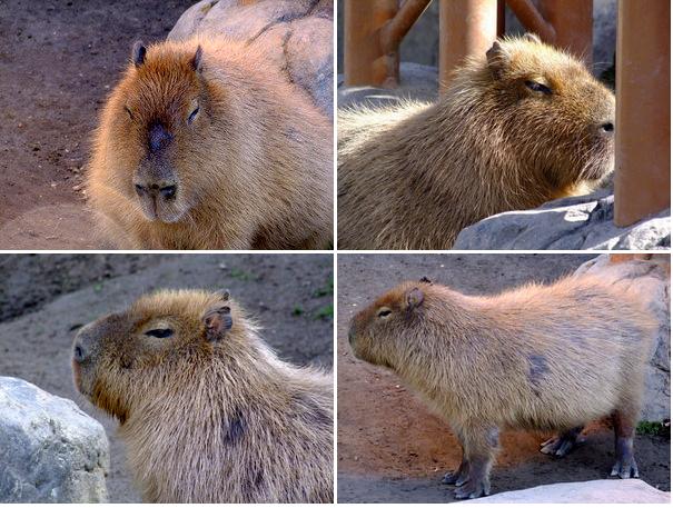「北海道の旅2012 旭山動物園」_a0000029_115758100.jpg