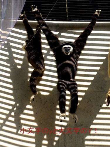 「北海道の旅2012 旭山動物園」_a0000029_12102537.jpg